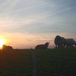 Sonnenuntergang am Deich mit Schafen