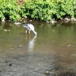 Meister Adebar in Turckheim