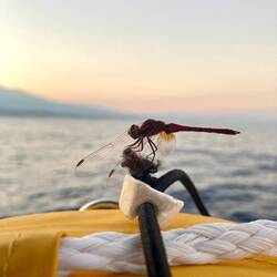 Hitchhiker
