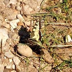 Schwalbenschwänze sahen wir heute einige!