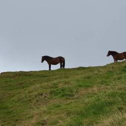 Wo gehts lang? Auch Exmoor-Ponys brauchen Orientierung.