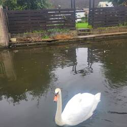 I fed the swans last night so they were waiting for us. They are quite demanding