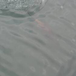 S hingerschte Zipfeli vomne Otter