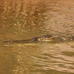 Il cocodrillo come fa?