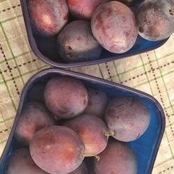 Ciruelas (Prugne) Delis