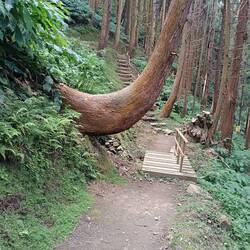 Japanische Sicheltanne