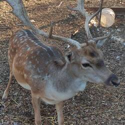 Farm animals at our accommodation