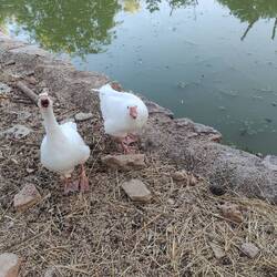 Geese don't like English