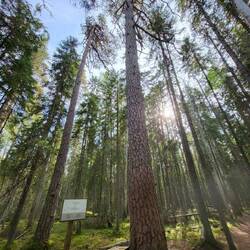 1642 - 500 Jahre alt