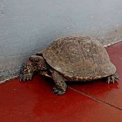 Im Hostel hat es Schildkröten als Haustiere 🐢😄