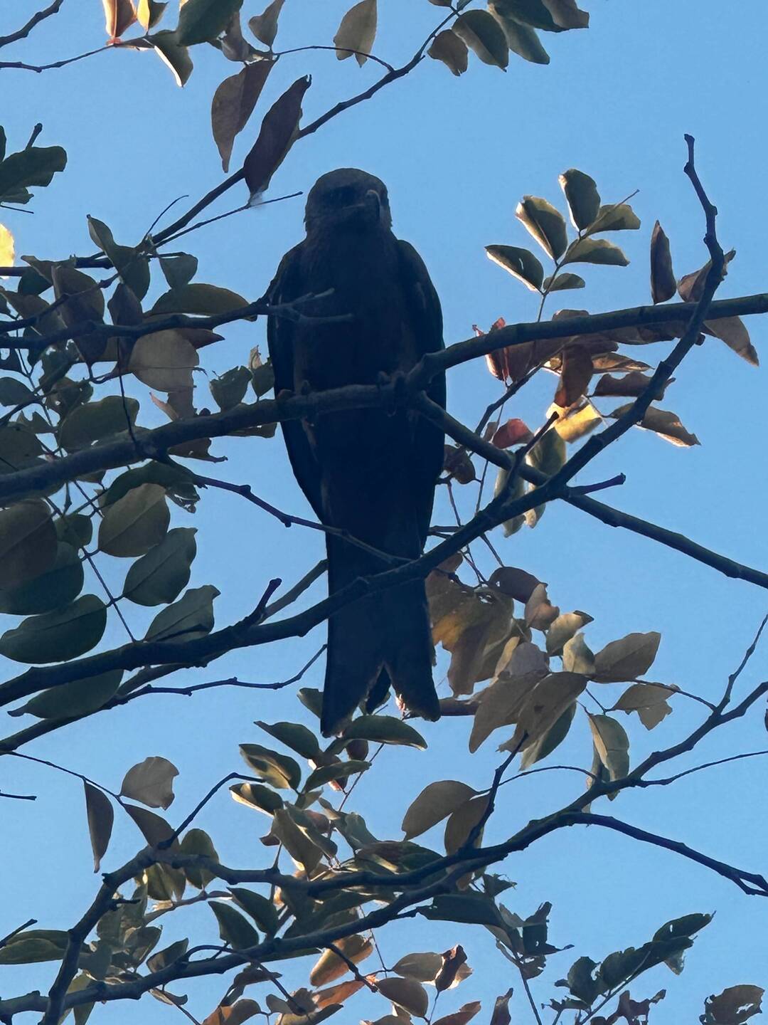 dieser vogel hat käthi die morgenschnitte aus der hand gestibitzt😉