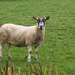 This sheep was quite interested in us.