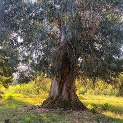 This tree was huge! Hard to tell how big in this photo