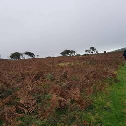 Windschief. Der Wind kommt vom Meer, das sieht man den Bäumen an.