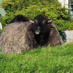 Sheep at the town lookout