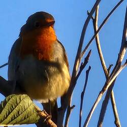 Robin with a great song