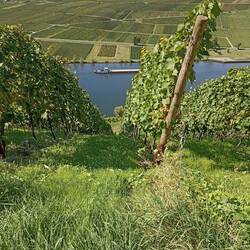 Weg zu Ende - den Weinberg hoch