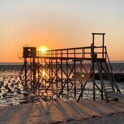 Wir haben es rausbekommen: sie fangen Meeräschen.