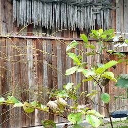 Die hängen überall, was ist das?