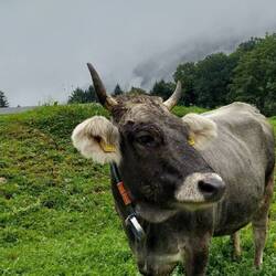 Die hat gestern nicht mitgemacht...