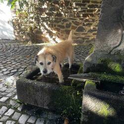 Selbst im Dorfbrunnen ist für unseren Seehund Platz 😉