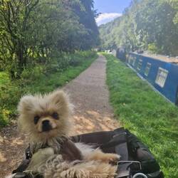 Will's been working on fixing the electrics on his bike. Leo came on the test ride with us!