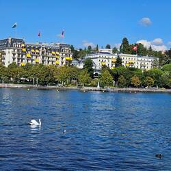 Lakeside promenade - swan in front of old hotels