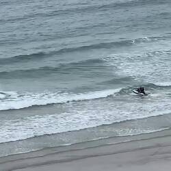 Not only surfers are enjoying the waves