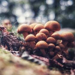 Mushrooms at Clava Cairns