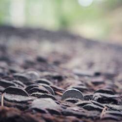 Coins in the stump at the Wishing tree.