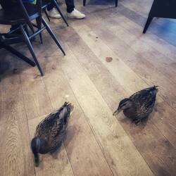 Some ducks joined us for lunch