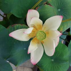 Lotus flower in Kosan-ji-Temple