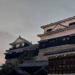 Crows on the roof of Matsuyama Castle
