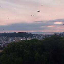 Crows on Matsuyama Castle