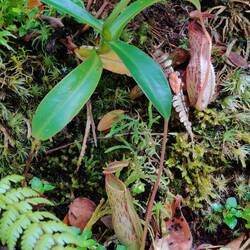 Carnivorous Plants in Mossy Forest