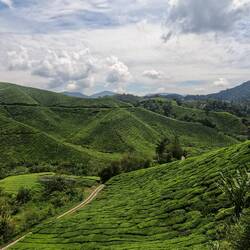 BOH Tea Plantation