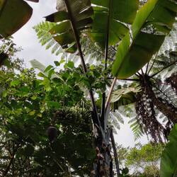 Petites bananes non comestibles