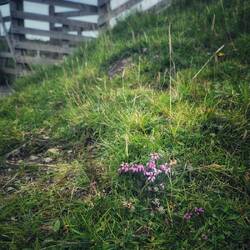 Some of the last heather of the season.