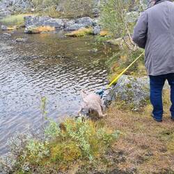 Cosimo ist kurz darauf mit der Vorderfront im Wasser gelandet .. UPS!