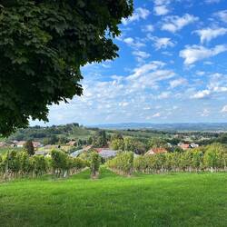 Slowenische Weinberge mit Blick nach Bad Radkersburg
