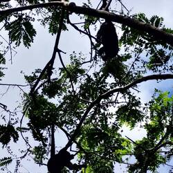 Brüllaffen spielen in den Bäumen und schreien sich beinahe die Kehle aus dem Hals 😅