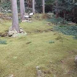 Kokemushiro Moss Garden Cafe