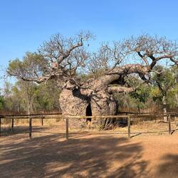 Prison Boab tree. Historically Aboriginals were chained and imprisoned in the belly of the tree ☹️