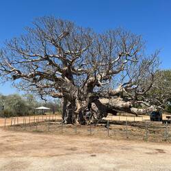 Another Boab. Our car is on the right for size comparison. (Kev and i love the crazy Boabs)
