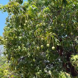 Mango's.......lots of them.