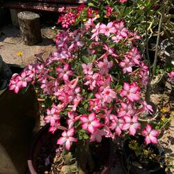Dessert roses. Lots of these at the cafe