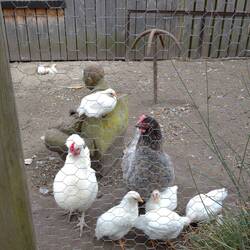 Danach siehste nur noch Hühner. Hier: Das Mützenhuhn