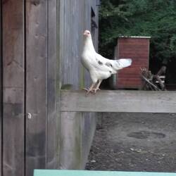 Selbst die Hühner entfliehen ihrem Gitter - aber die können es auch. Wir NICHT!