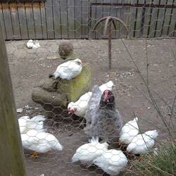 Hühnerhof auf dem Campingplatz