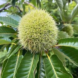 Maroni ..... überall